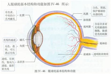 眼睛 部位|爱眼护眼：眼睛结构示意图+构造详解